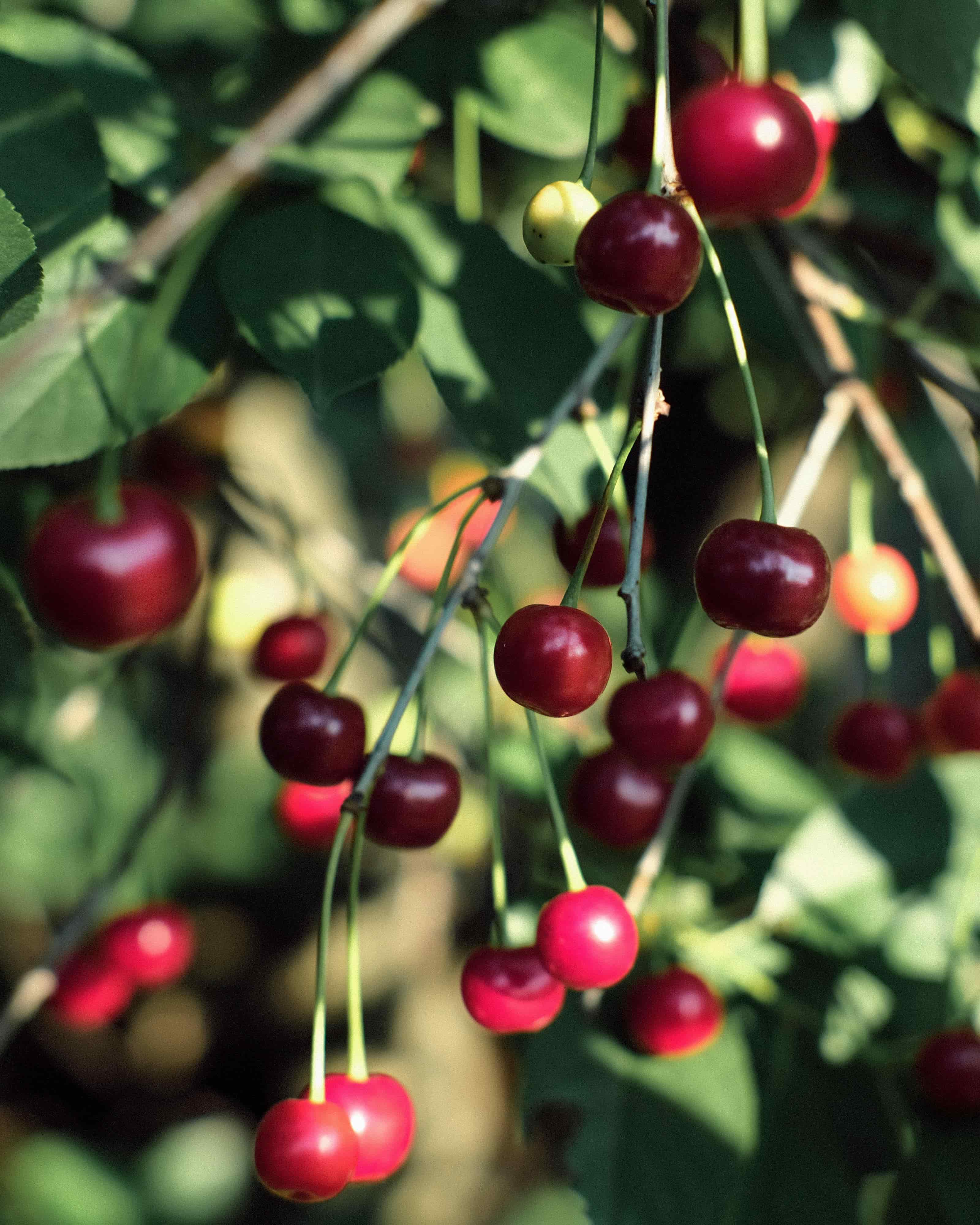 Export-grade cherry packaging for shipment