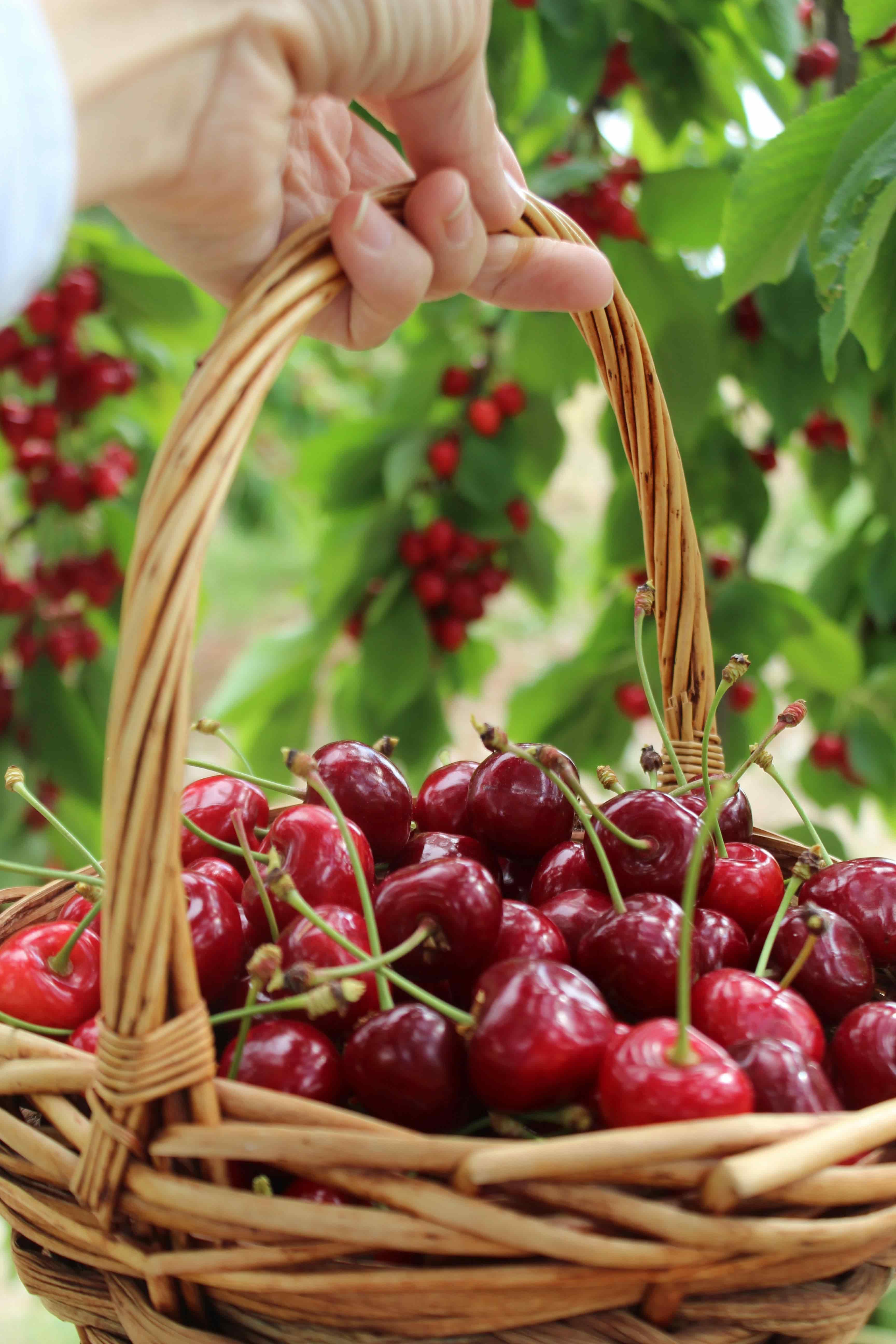 Cherries packed in punnets for retail display