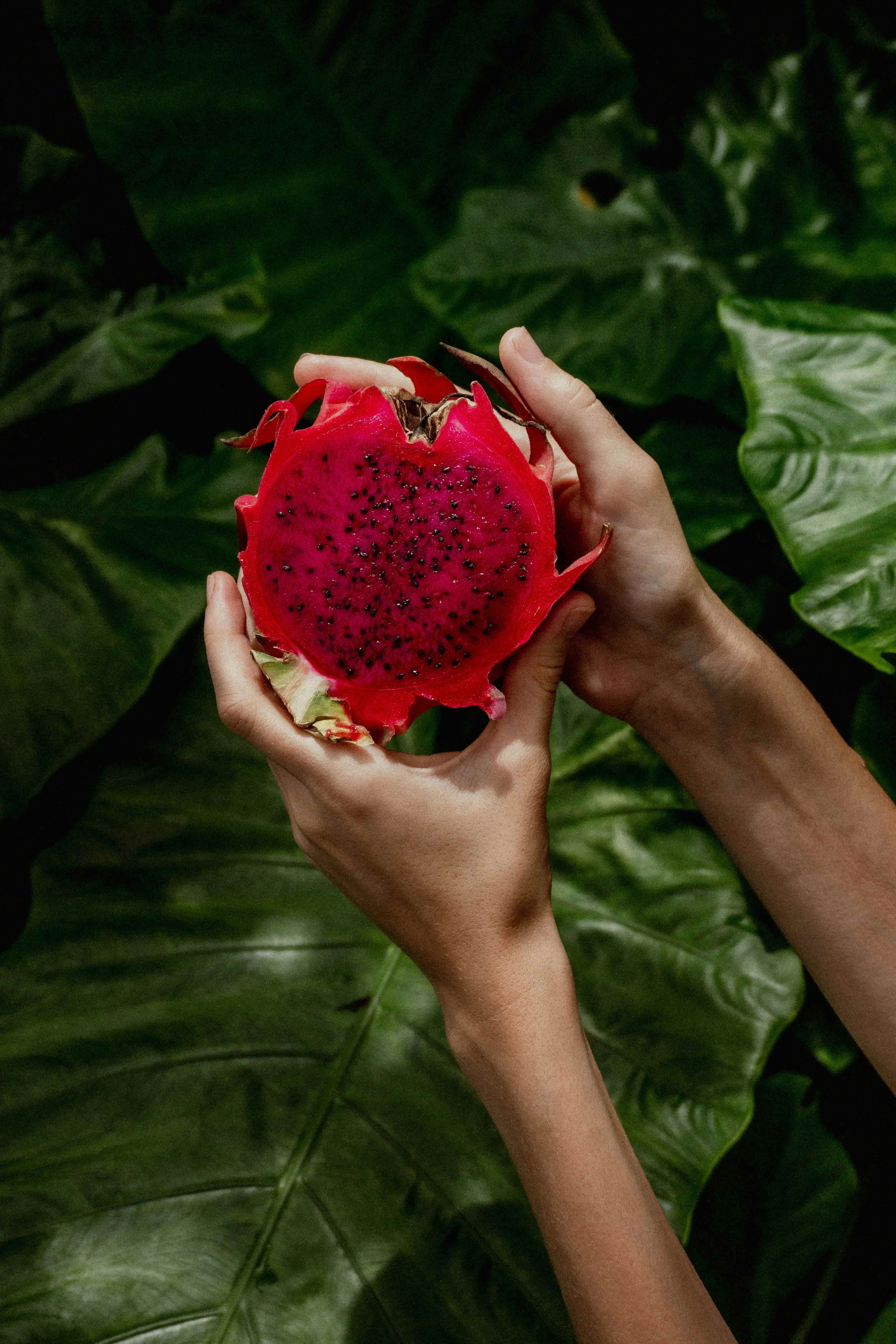 Close-up shot of dragon fruit with scales