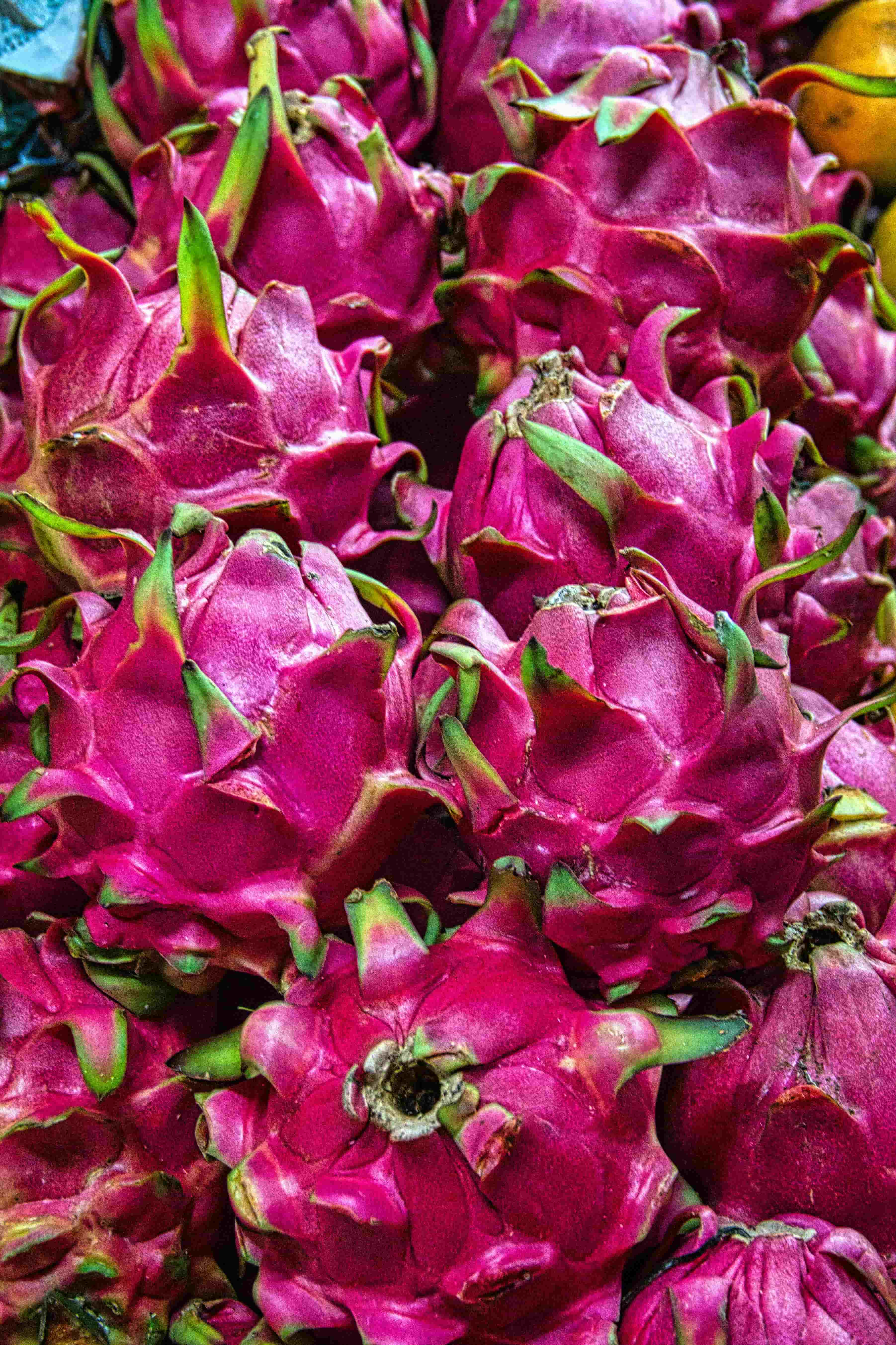 Bulk supply of dragon fruit for B2B buyers
