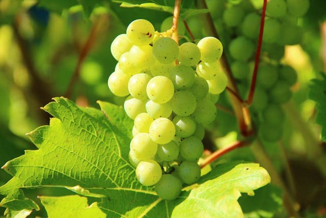 Large Red Globe grapes with a sweet taste