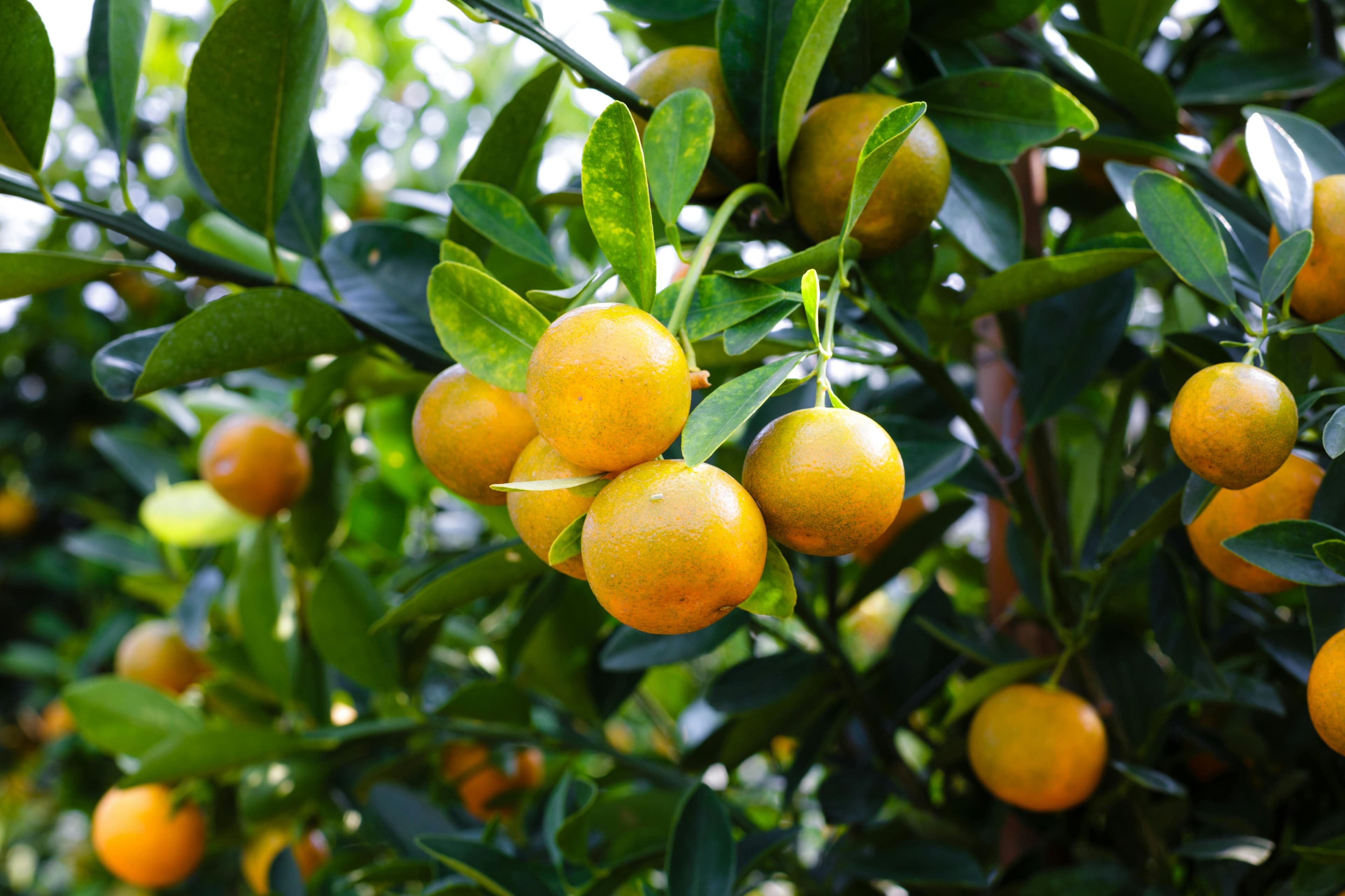 Juicy Nova and Tango soft citrus mandarins